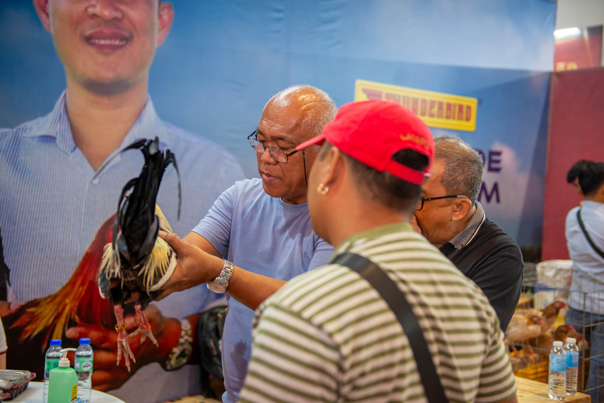 Through the Lens: Capturing the Spirit of the Gamefowl World