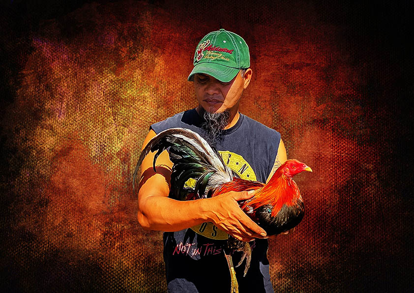 Obed Rivera of Greenville Farm with his gamefowls in the US