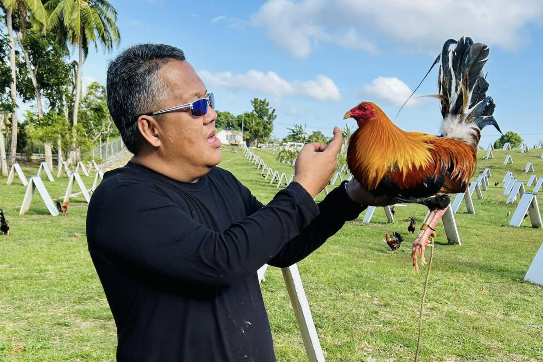 The Art of Gamefowl Selection: Lessons from 35 Years of Breeding Experience