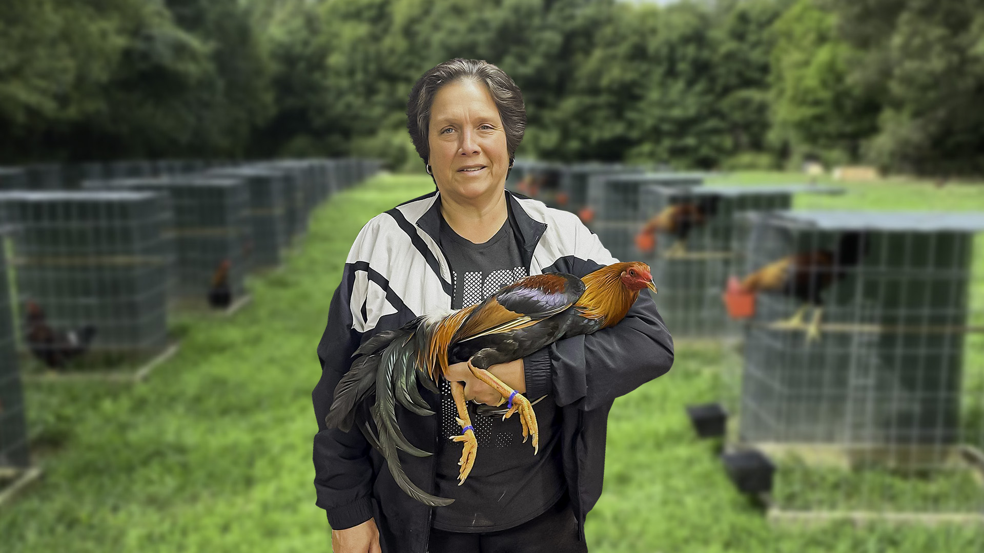 Tammy Shive-Ayala: Crafting Champions in the Gamefowl World